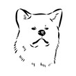 Japanese akita inu dog, vector outline illustration