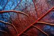 Macro closeup of red and blue autumn leaf texture background, Close up leaf, Macro photography, leaves with its texture veins from backside, Abstract structure, leaf skeleton