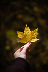 Wall Mural - hand holding maple leaf