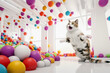 Close up of cat fun to jump around in a colorful ball in white modern house. The animal concept of funny and playing.