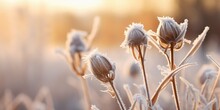 Winter Rime On Withered Thistle Flower - Delicate Beauty Of A Dry Flower Adorned With Hoarfrost - Capturing The Elegance Of Nature's Winter Transformation