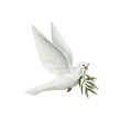 Dove of Peace with olive tree twig watercolor illustration isolated on white background. White flying pigeon bird for pacific symbols designs