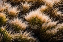 Fuzzy Fountain Grass-