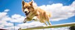 Dog agility training, course. Dog agility slalom, sports competitions of dogs. Dog agility training equipment. Happy dog runs and jumps on agility field