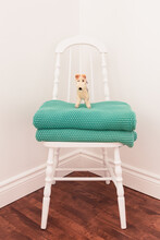 Cute Vintage Fox Terrier Toy Standing On Turquoise Throws Set On White Vintage Chair