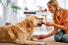 Shared moments. Side view of playful fluffy dog biting new toy held by happy owner in living room. Smiling young woman in casual clothes sitting on floor with pet best friend.