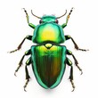 animal green june beetle bug insect grub coleopteran fly entomology animal white background cutout, Generative AI