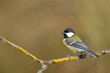 Colorful great tit ( Parus major ) perched on a tree trunk, photographed in horizontal, autumn time, amazing background