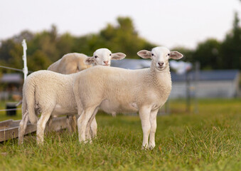 Wall Mural - Katahdin sheep lamb twins looking at the camera on a green pasture in North Carolina.