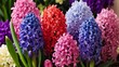 pink and blue hyacinths