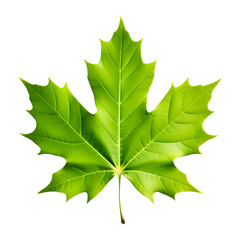 green maple leaf isolated on transparent background