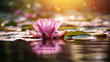 Pojedynczy kwiat lotosu na spokojnej tafli wody