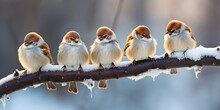 Five Funny Little Birds Sparrows Sitting On A Branch In Winter Garden, Hunched