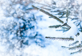 Wall Mural - Christmas tree branches covered with snow against the backdrop of a winter landscape with copy space