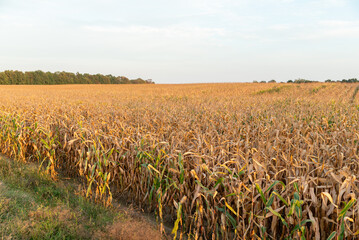 Wall Mural - Big endless field of corn. Ripe agricultural corn field in countryside