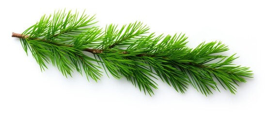 Leinwandbilder - Green spruce branch isolated on white background seen from above Copy space image Place for adding text or design