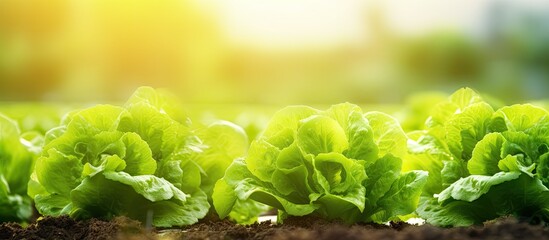 Wall Mural - Fresh hydroponic lettuce cultivated in a green farm Copy space image Place for adding text or design