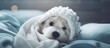 Cute dog resting after surgery wearing special suit and recovering with love and care Copy space image Place for adding text or design