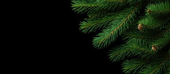 Leinwandbilder - Green spruce branch isolated on white background seen from above Copy space image Place for adding text or design