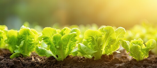 Poster - Fresh hydroponic lettuce cultivated in a green farm Copy space image Place for adding text or design