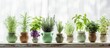 Herbs for garden or windowsill planting idea home growing Copy space image Place for adding text or design
