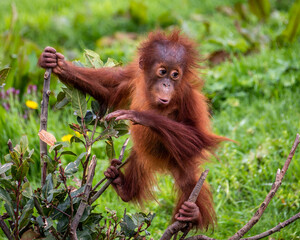 Young Sumatran Orangutang playing