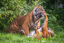 Two Sumatran Tigers Play Fighting