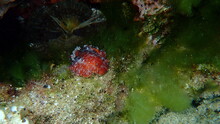 Sea Slug Redbrown Nudibranch Or Redbrown Leathery Doris (Platydoris Argo) Undersea, Aegean Sea, Greece, Halkidiki
