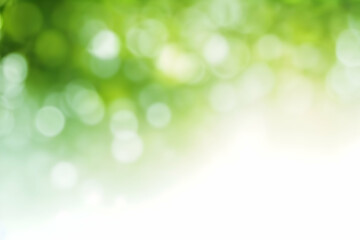 Green bokeh out of focus background from nature forest