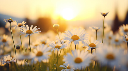 A field of daisies at sunrise