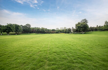 Green Lawn In Urban Public Park