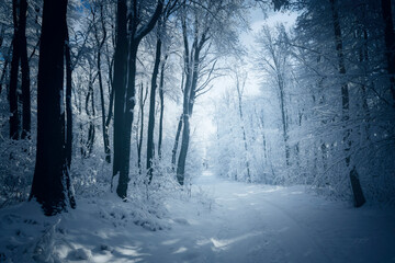 Wall Mural - snowy road in dark winter forest