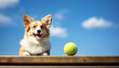 corgi dog with tennis ball