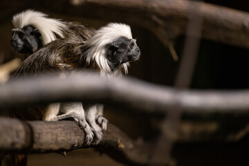 Wall Mural - Pinscher tamarin - a small monkey with a white mane on its head.