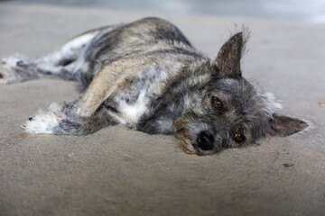 Wall Mural - The small gray dog is action sleep on cement floor