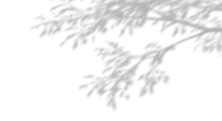 Wall Mural - blur shadow tree branches sun shade cut on transparent backgrounds 3d render png