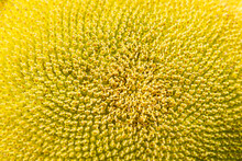 Closeup Of The Center Of A Sunflower