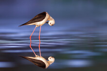 The Stilt Is One Of The Most Delicate And Beautiful Birds Of Wetlands. Black Winged Stilt. Himantopus Himantopus. Colorful Nature Background. 
