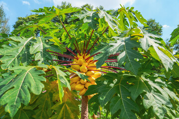 Wall Mural - Big ripening yellow papaya fruits papayas on the tree with big green leaf with red stems petioles