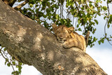 Fototapeta Dziecięca - Juvenile lion sleeping in a tree. The Ishasha sector of Queen Elizabeth National Park is famed for the tree climbing lions, who climb to escape heat and insects, and have a clear vantage point. Uganda