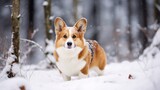 Fototapeta  - Welsh Corgi Cardigan taking a stroll in a snowy forest, creating a picturesque winter scene.