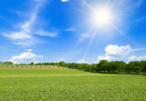 Fototapeta Tęcza - Green field of soybeans and sun on blue sky.