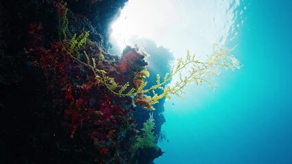 Wall Mural - Healthy coral reef in Raja Ampat region in Indonesia. Underwater view of the rich and healthy coral reef in the West Papua, Misool Island