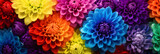 colourful dahlia flowers background banner
