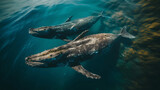 Vista aérea de una pareja de ballenas