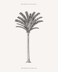 Wall Mural - Graceful Manicaria palm tree in engraving style. Hand-drawn tropical plant. Vintage botanical illustration on a light isolated background.