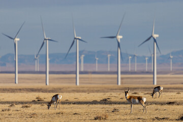 Pronghorn Antelope Herd Among Windmills in Central Wyoming