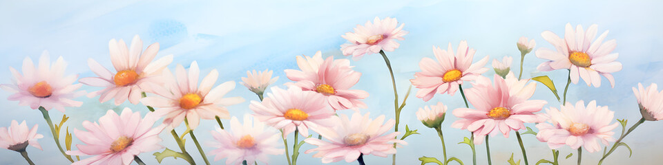 Wall Mural - watercolour transvaal daisy flowers background banner
