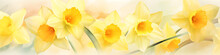 Watercolour Daffodil Flowers Background Banner