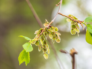 ulmus minor or elm tree in the suny day in spring. elm is a deciduous and semi-deciduous tree compri
